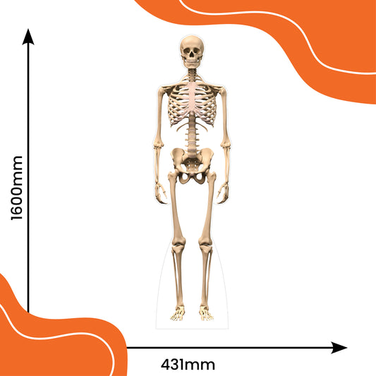 Life Size Skeleton Cardboard Cutout
