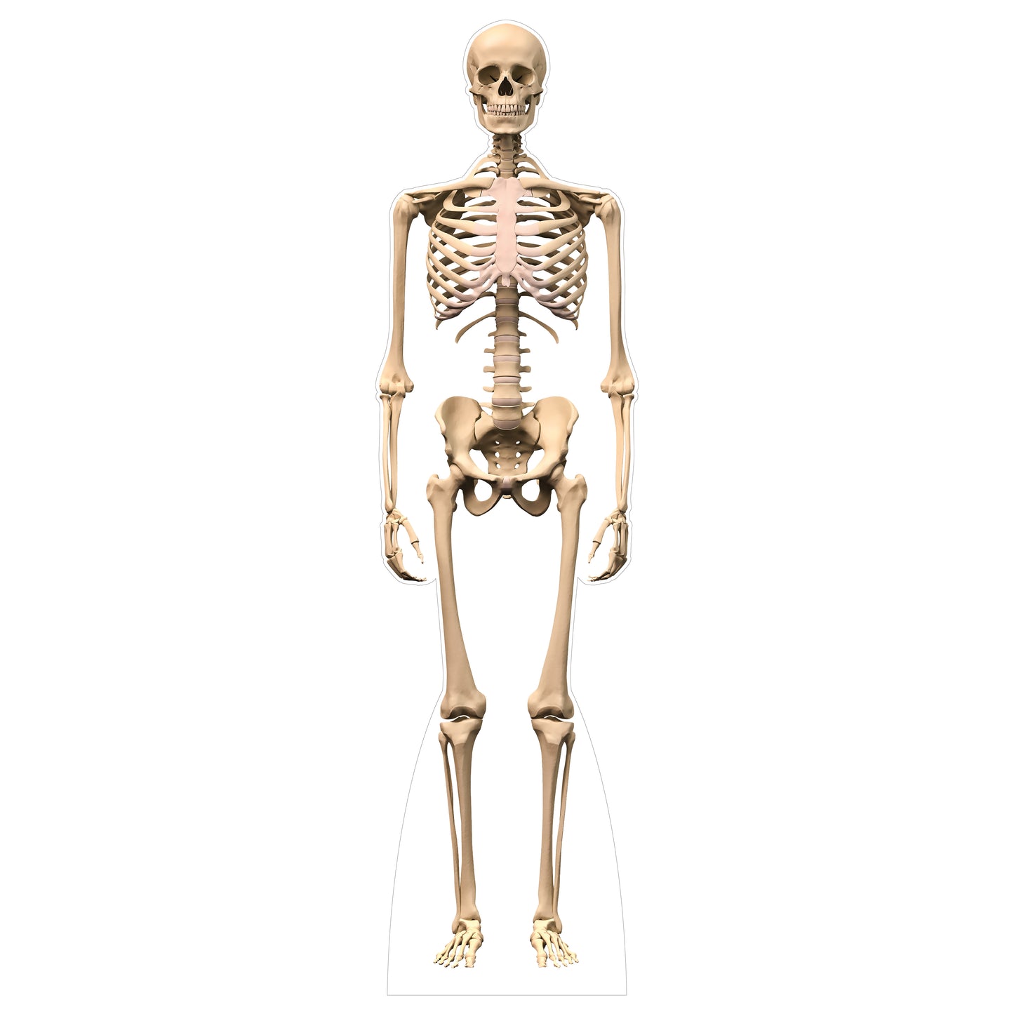 Life Size Skeleton Cardboard Cutout